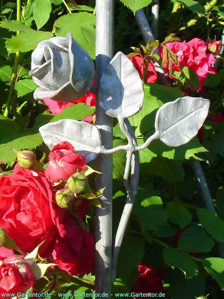 Rosenstab mit angesetzter Eisenrose